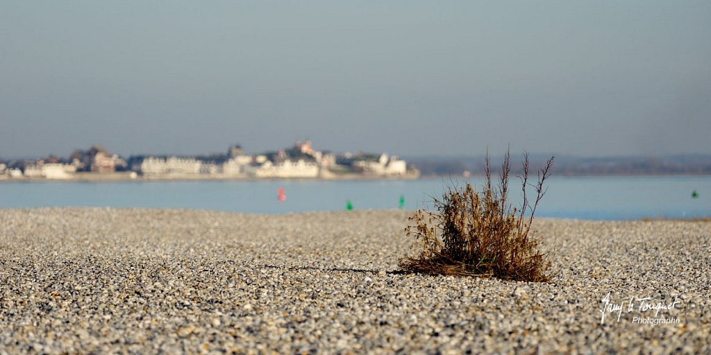 Baie-de-Somme-0194.jpg