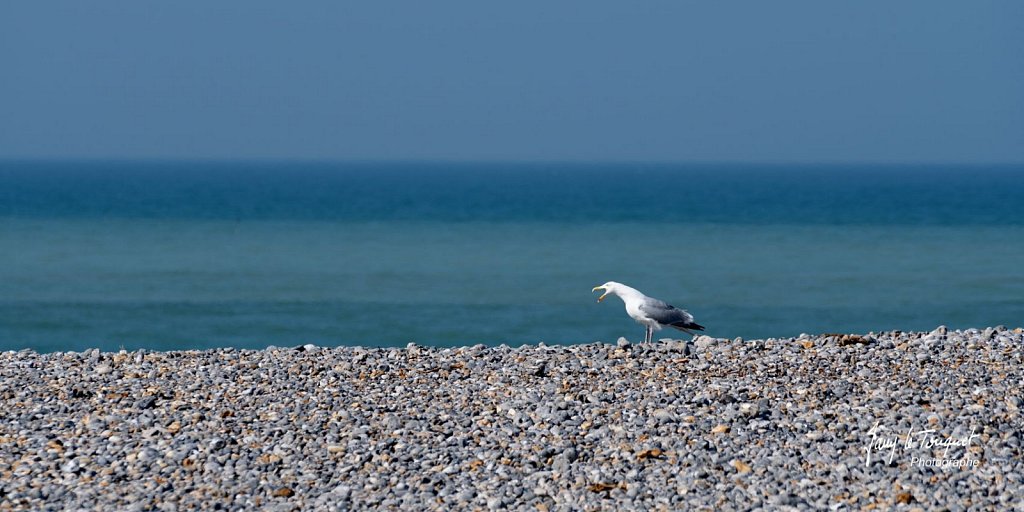 Dieppe-0029.jpg