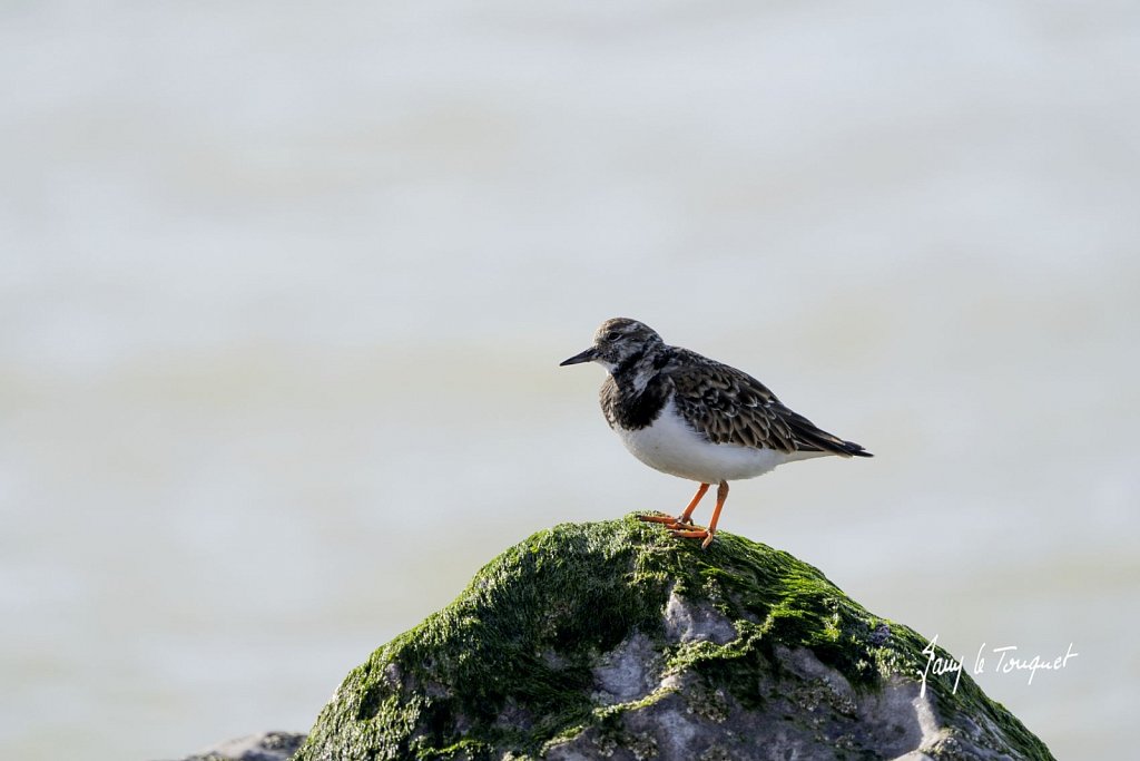 Berck-sur-Mer-0856.jpg