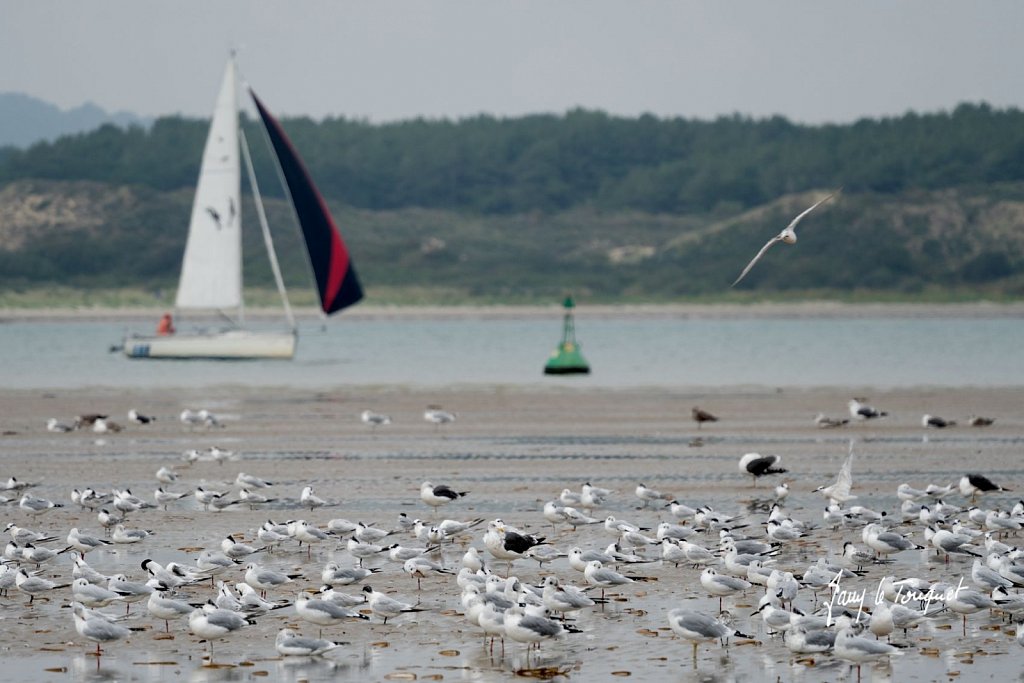 Le-Touquet-1508.jpg