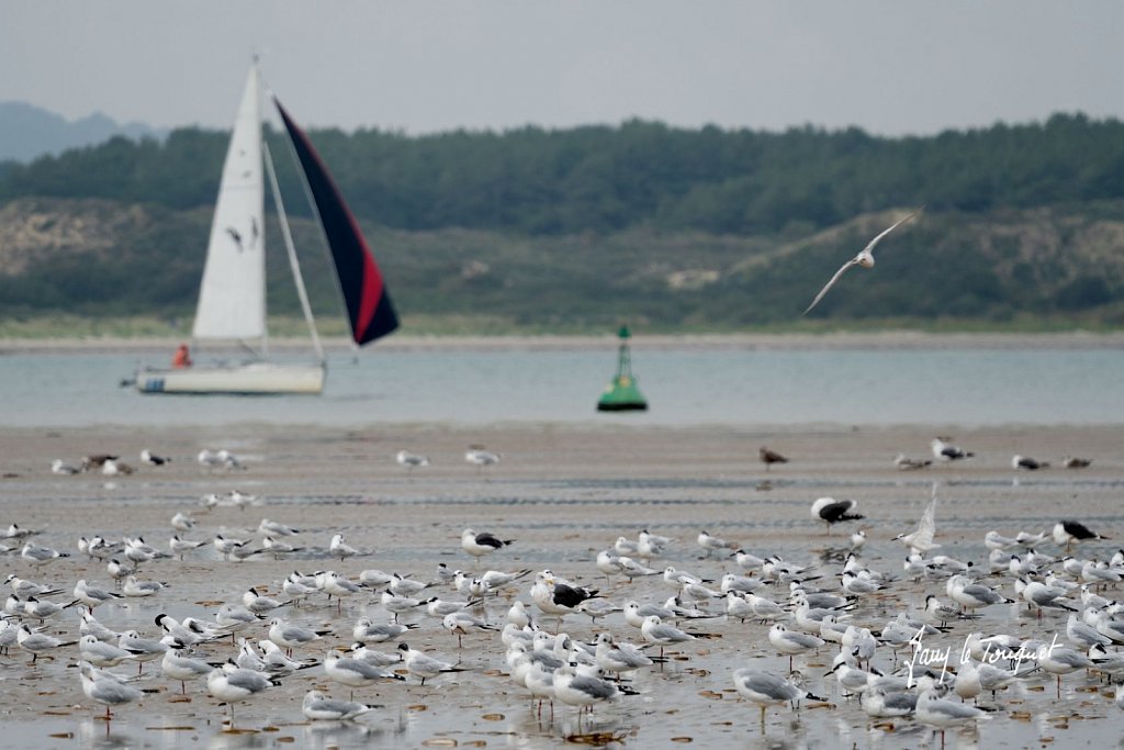 Le-Touquet-1508.jpg